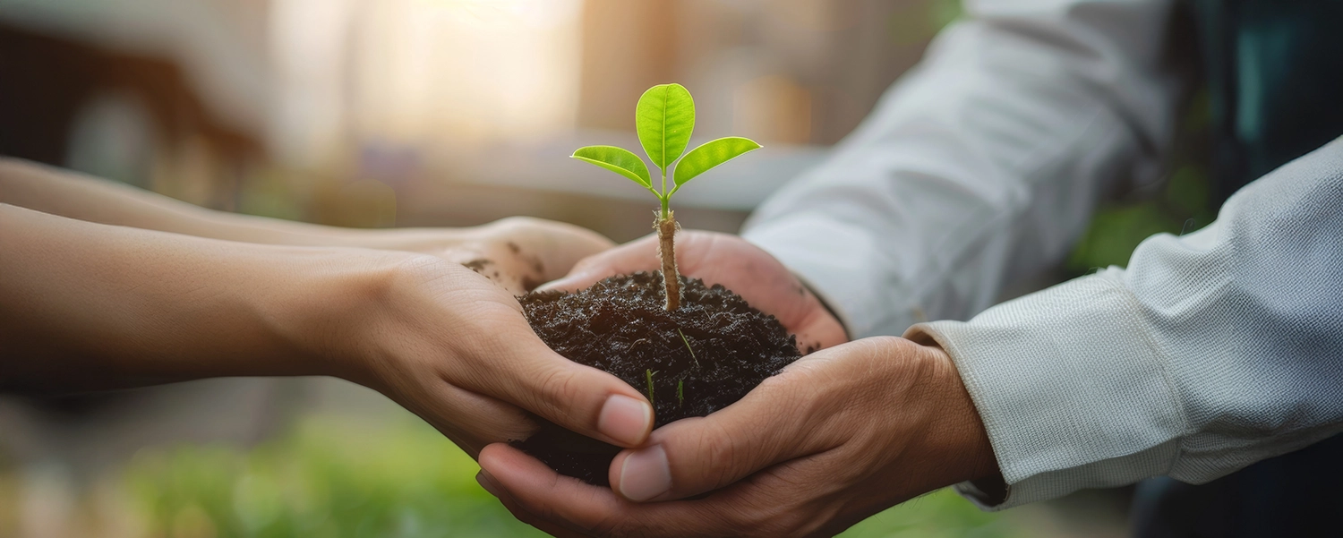Zwei Handpaare halten zusammen eine aus Erde wachsende Pflanze.