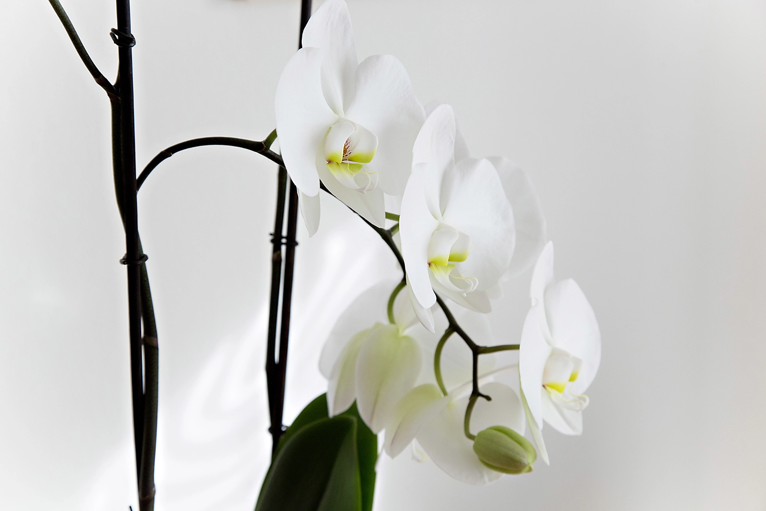 Nahaufnahme einer weißen Orchidee als Symbol für Ruhe und Achtsamkeit.